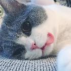 小二老司机开车了